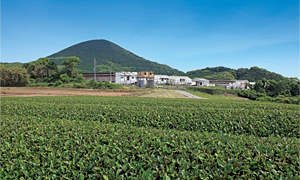 当社直営の養鶏場