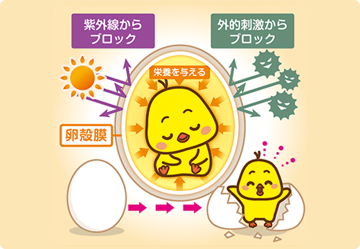 卵の中で育つヒナを外界の刺激から守る様子