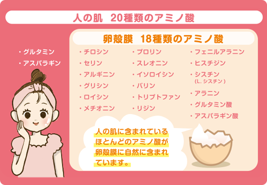 ほとんどのアミノ酸が卵殻膜に含まれています