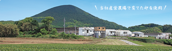 当社直営農場で育てた卵を使用