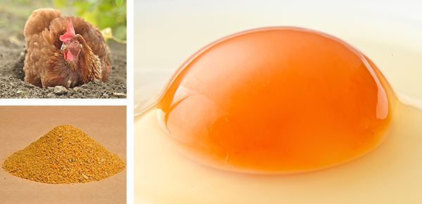 栄養豊富な九州産の無添加太陽卵