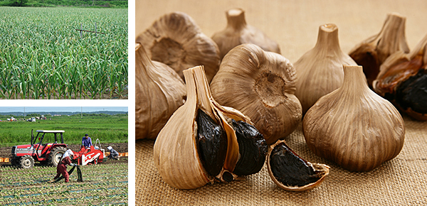 黒にんにくと収穫風景
